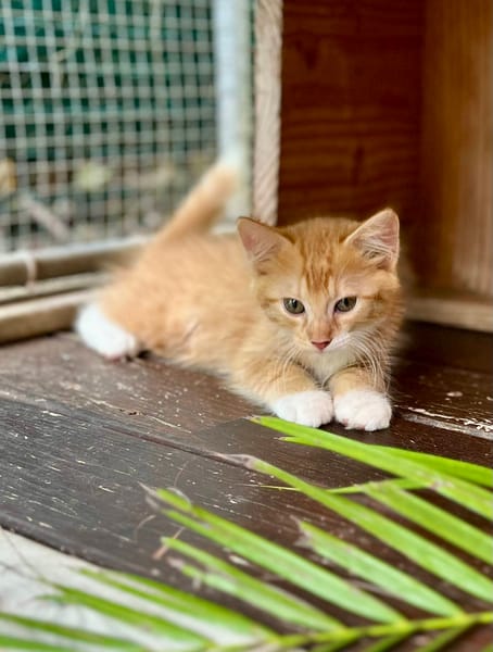 Arius, mâle croisé européen, né le 15/07/2025  🐱