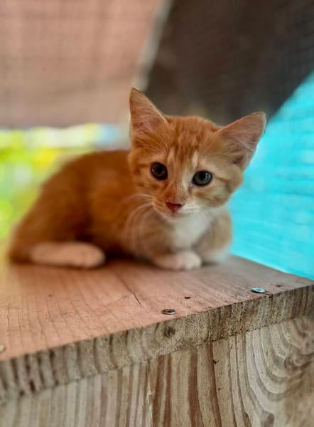 Arius, mâle croisé européen, né le 15/07/2025  🐱
