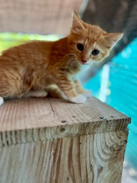 Arius, mâle croisé européen, né le 15/07/2025  🐱