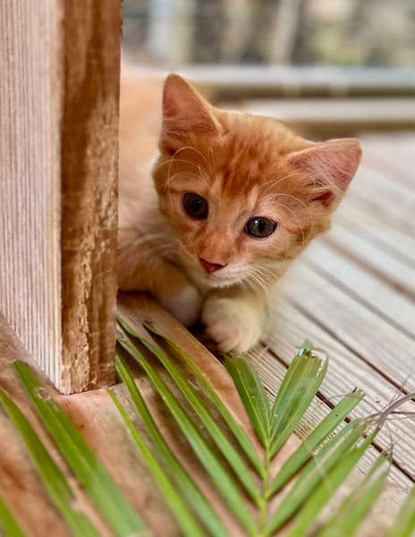 Arius, mâle croisé européen, né le 15/07/2025  🐱