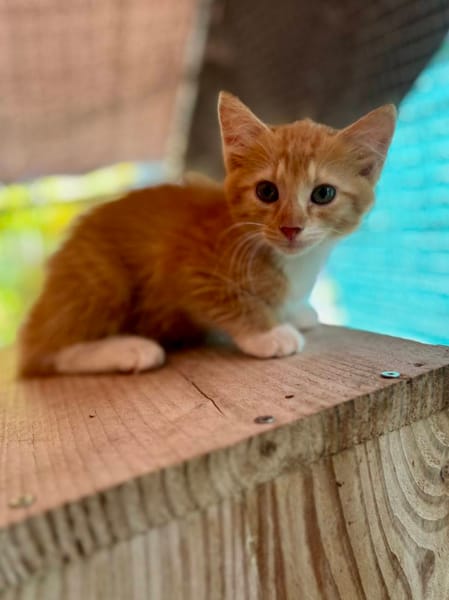 Arius, mâle croisé européen, né le 15/07/2025  🐱