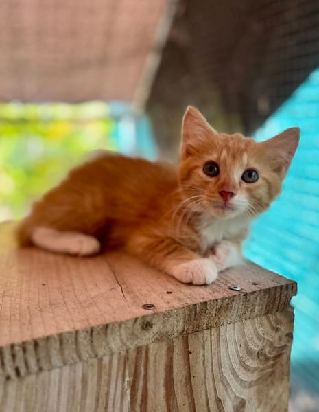 Arius, mâle croisé européen, né le 15/07/2025  🐱