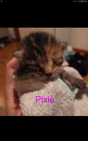 Pixie