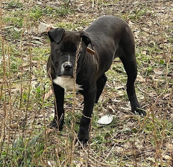 tyson