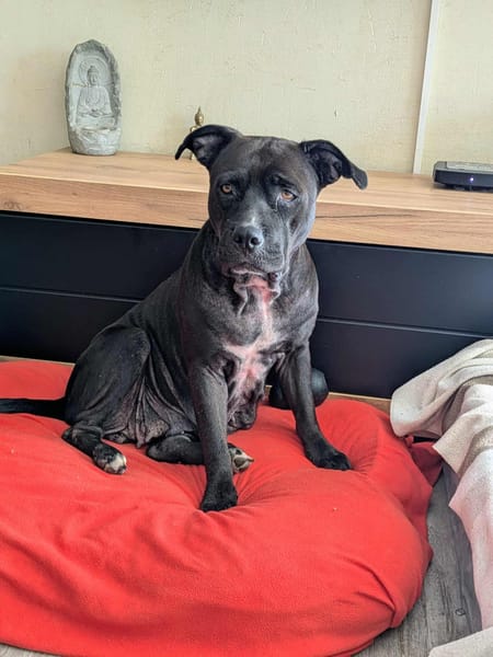 Paty, une Gwada en Normandie