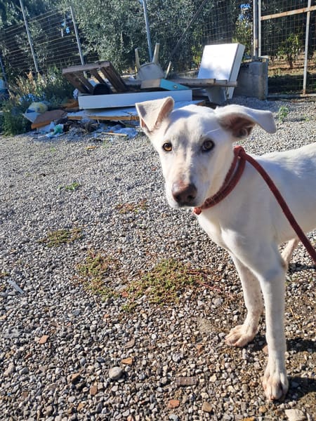 XENA cucciola amorevole