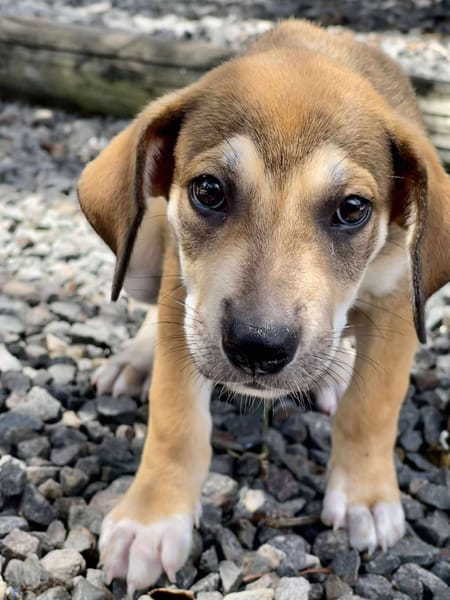 Zifandel, mâle croisé berger, né le 14/07/2025 🐶