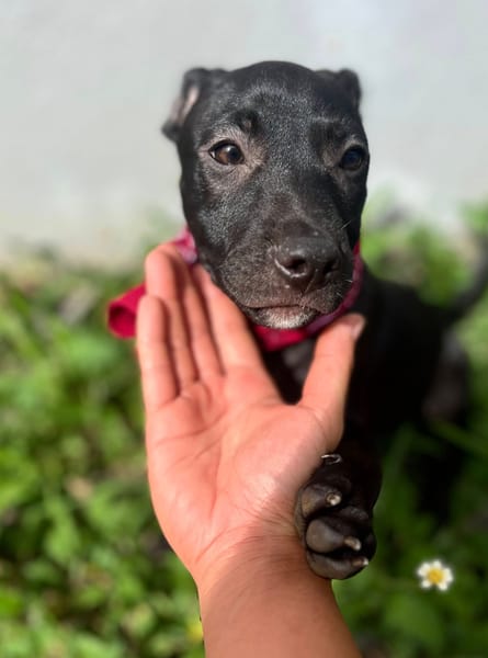 Rose, femelle croisée créole, née le 25/06/2025 🐶