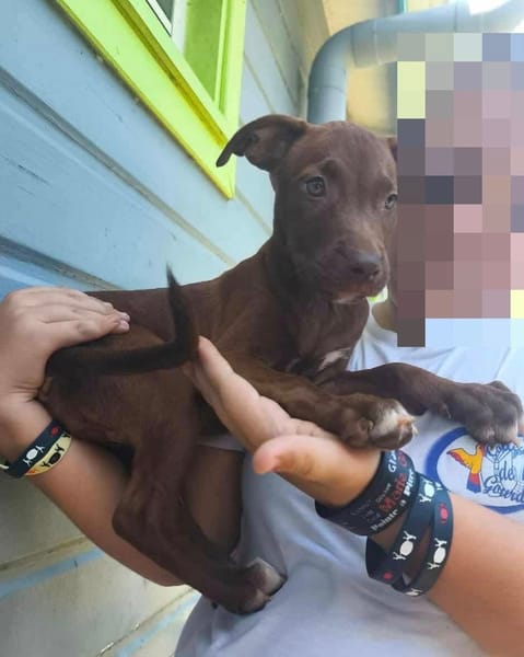 Praline, femelle berger, née le 15/07/2025 🐶
