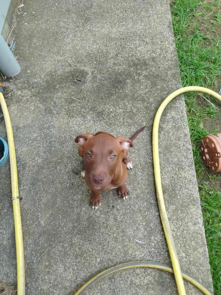 Praline, femelle berger, née le 15/07/2025 🐶