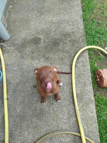 Praline, femelle berger, née le 15/07/2025 🐶