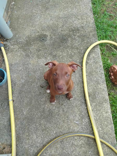 Praline, femelle berger, née le 15/07/2025 🐶