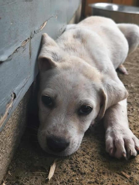 Patch, mâle berger, né le 15/07/2025 🐶