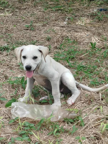 Patch, mâle berger, né le 15/07/2025 🐶