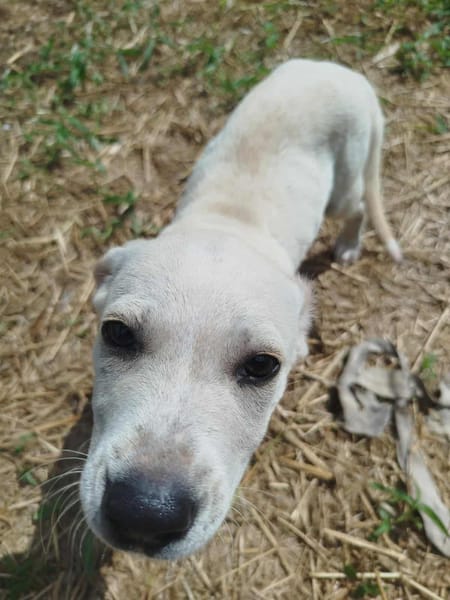 Patch, mâle berger, né le 15/07/2025 🐶