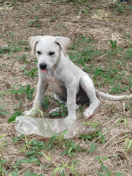 Patch, mâle berger, né le 15/07/2025 🐶