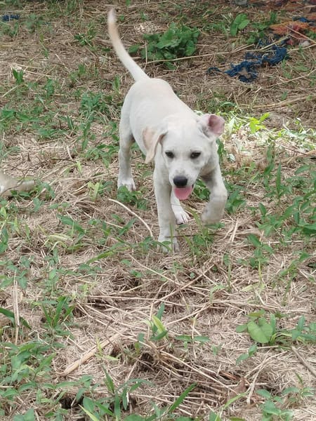 Patch, mâle berger, né le 15/07/2025 🐶
