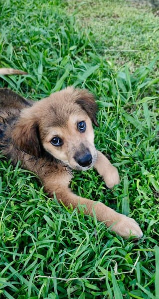 Merlot, mâle croisé berger, né le 14/07/2025 🐶