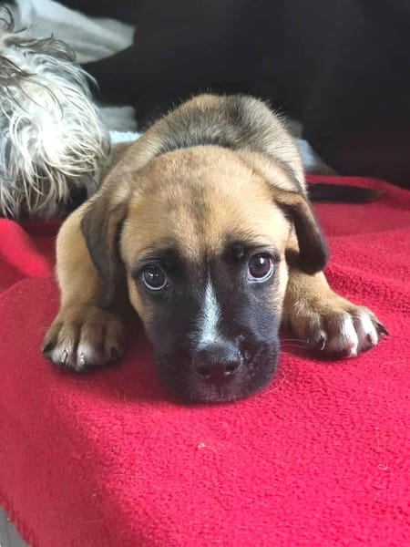 Lucky, mâle berger, né le 15/07/2025 🐶