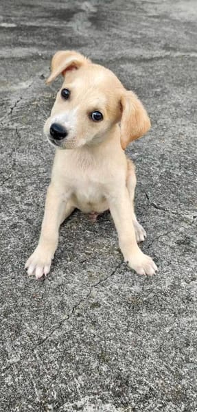 Grenache, mâle croisé berger, né le 14/07/2025 🐶