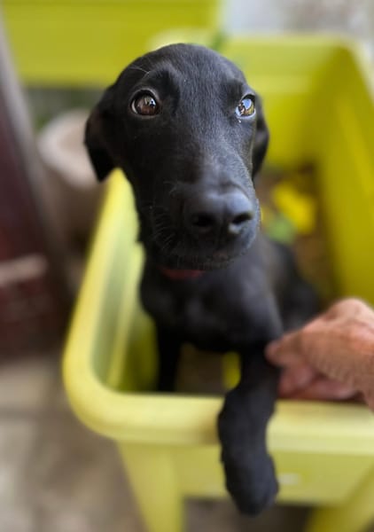 Dusty, mâle croisé berger, né le 15/06/2025 🐶