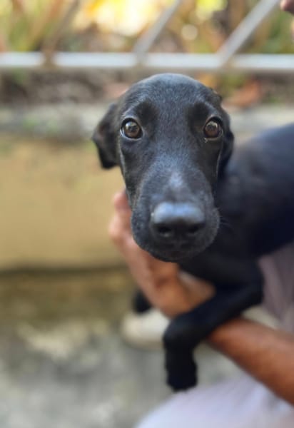 Dusty, mâle croisé berger, né le 15/06/2025 🐶