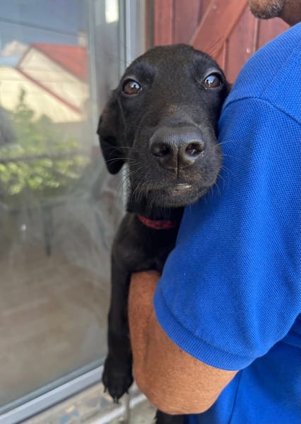 Dusty, mâle croisé berger, né le 15/06/2025 🐶