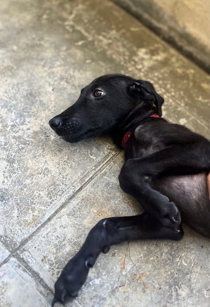 Dusty, mâle croisé berger, né le 15/06/2025 🐶