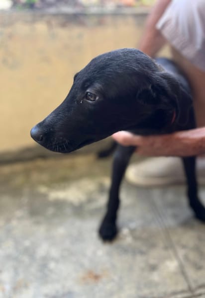 Dusty, mâle croisé berger, né le 15/06/2025 🐶