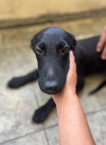 Dusty, mâle croisé berger, né le 15/06/2025 🐶
