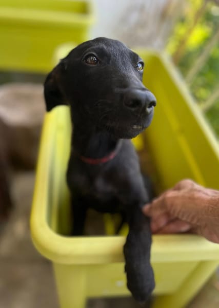 Dusty, mâle croisé berger, né le 15/06/2025 🐶