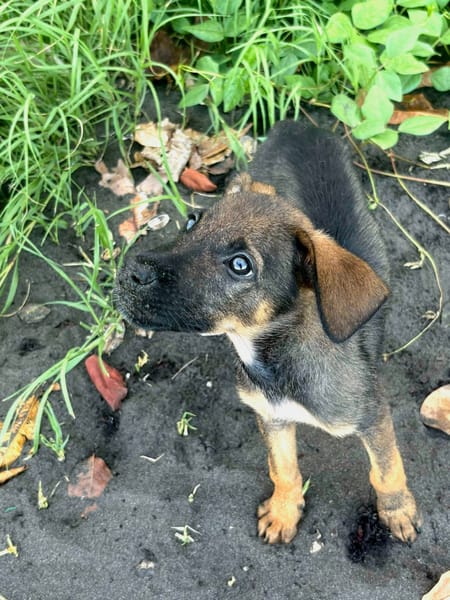 Brownie, femelle croisée berger, née le 01/08/2025 🐶