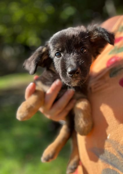 Azia, femelle croisée berger, née le 01/08/2025 🐶