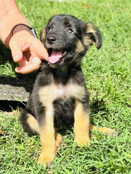 Azia, femelle croisée berger, née le 01/08/2025 🐶