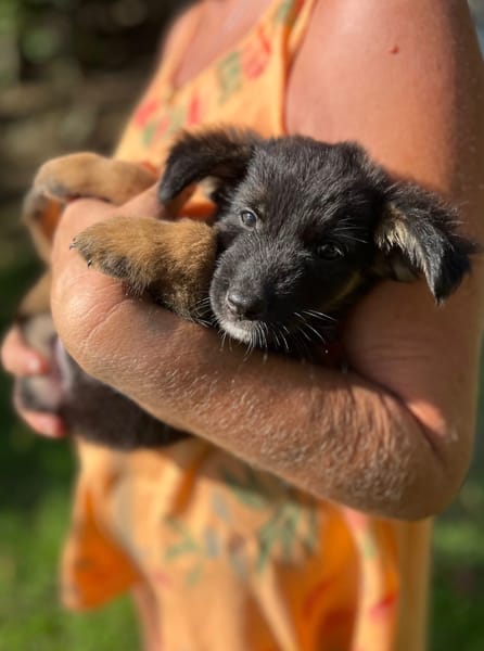 Azia, femelle croisée berger, née le 01/08/2025 🐶