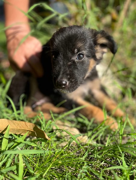 Azia, femelle croisée berger, née le 01/08/2025 🐶