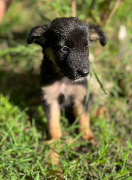 Azia, femelle croisée berger, née le 01/08/2025 🐶