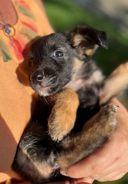 Azia, femelle croisée berger, née le 01/08/2025 🐶