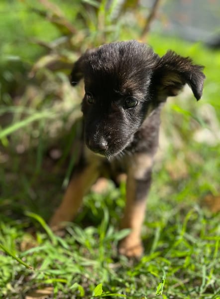 Azia, femelle croisée berger, née le 01/08/2025 🐶