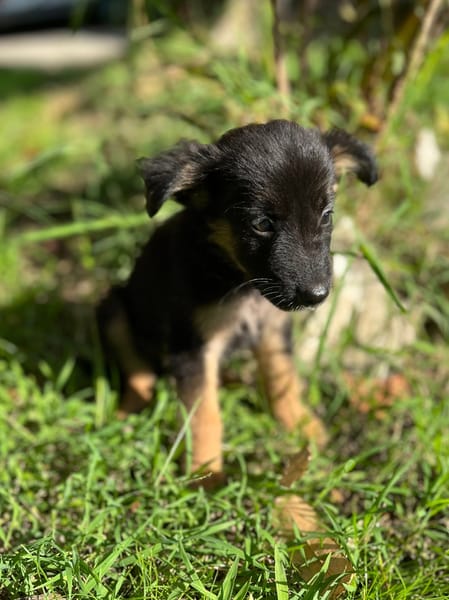 Azia, femelle croisée berger, née le 01/08/2025 🐶