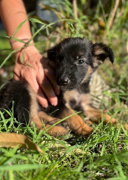 Azia, femelle croisée berger, née le 01/08/2025 🐶