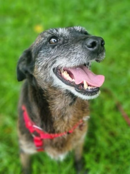 MOKKA (ca.6 J.) ist Liebe pur auf 4 Pfot