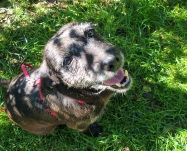 MOKKA (ca.6 J.) ist Liebe pur auf 4 Pfot