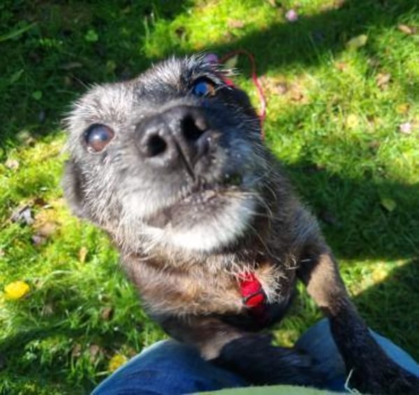 MOKKA (ca.6 J.) ist Liebe pur auf 4 Pfot