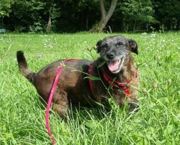 MOKKA (ca.6 J.) ist Liebe pur auf 4 Pfot