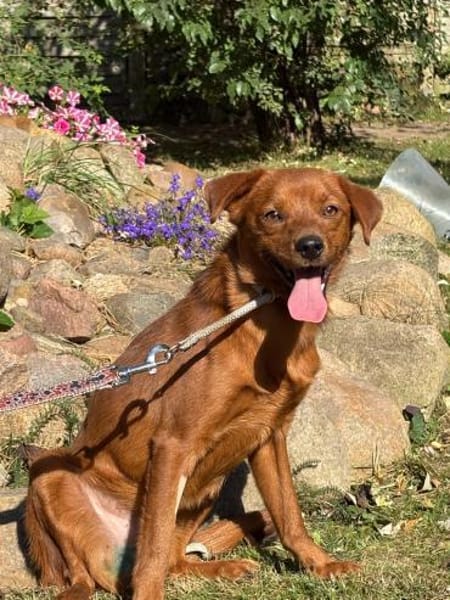 Sunny  ein kleiner Schatz