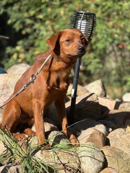 Sunny  ein kleiner Schatz