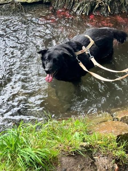 Chico - sucht DRIGEND ein neues Zuhause