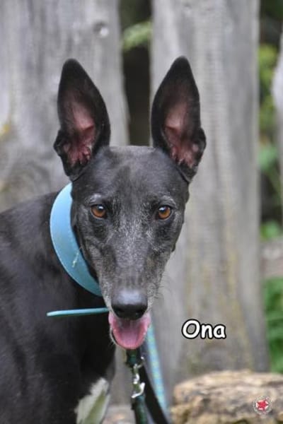 ONA