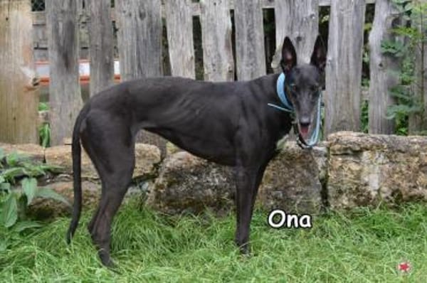 ONA